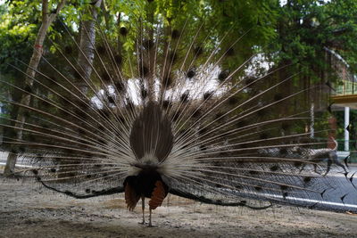 High angle view of a bird on field