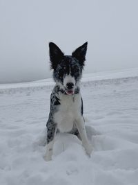 Portrait of dog on snow covered land