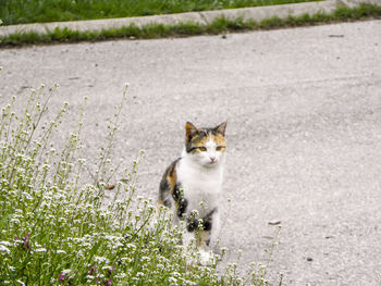 Portrait of cat on grass