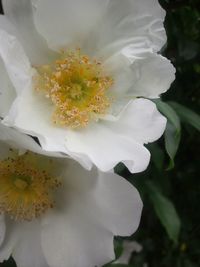 Close-up of flower