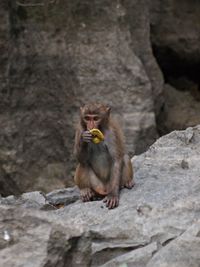 Monkey eating fruit while sitting on rock