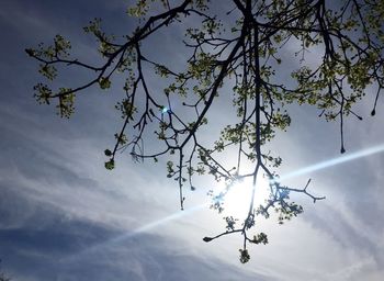 Low angle view of tree against sky