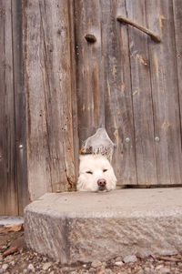 Dog on wooden floor