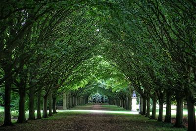 Trees in park