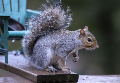 Close-up of squirrel on wood