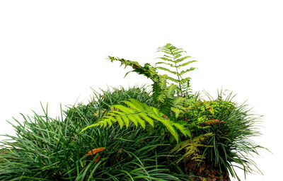 Low angle view of plant against clear sky