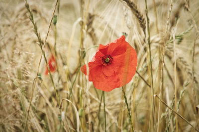 Close-up of red poppy flower on field