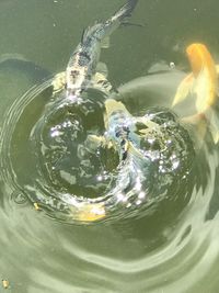 High angle view of fish swimming in lake