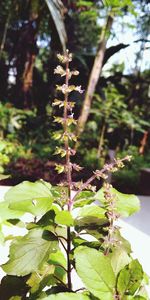 Close-up of green leaves on plant