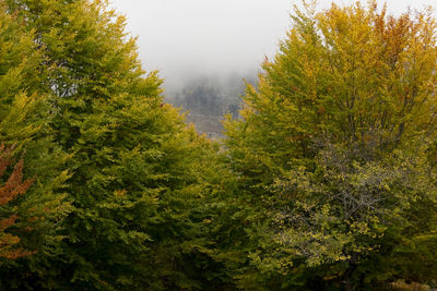 Fall season in albania. colorful autumn forest landscape
