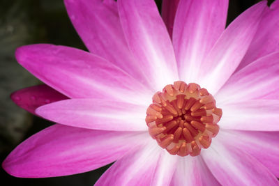 Close-up of pink flower