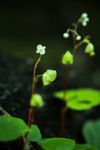 Close-up of flower buds growing outdoors