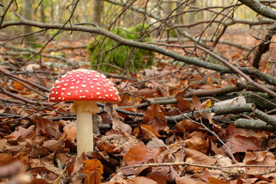 Close-up of fly agaric mushroom