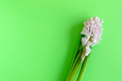 Close-up of white flowering plant