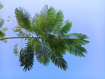 Low angle view of palm tree against clear blue sky