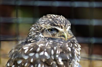 Close-up portrait of owl