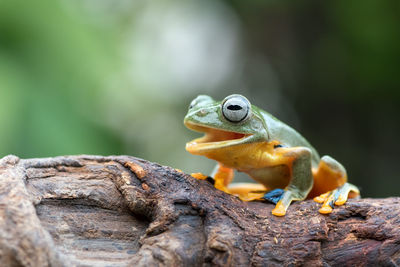 Black-webbed tree frog on a branch