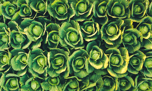 Sunset over a field of cabbage aerial view from above.