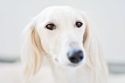 Close-up portrait of white dog