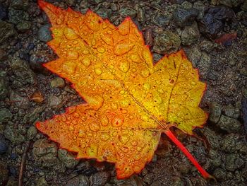 Close-up of yellow maple leaf on water