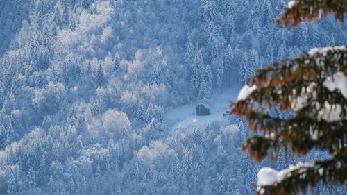 Snow covered land and trees