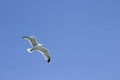 Low angle view of seagull flying