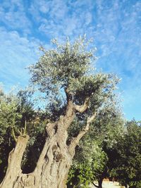 Low angle view of trees against sky