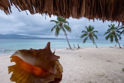 Close-up of palm leaf on beach against sky