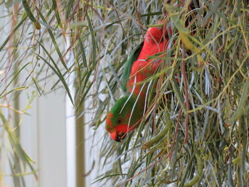 Parrot bird perching on branch, australia 