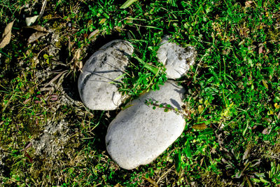 Close-up high angle view of grass