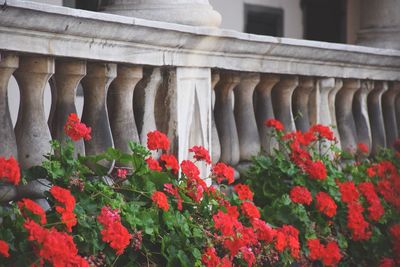 Close-up of red flowers