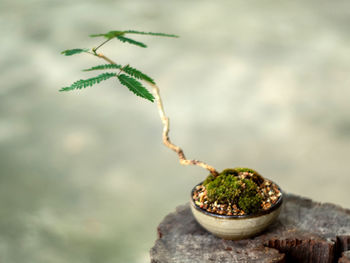 Small tree setting put it in a small pot as a mini bonsai