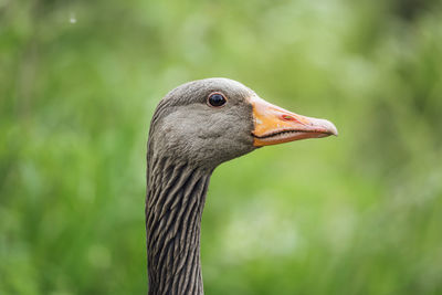 Close-up of a bird looking away