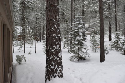 Pine trees in forest during winter