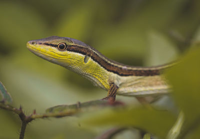Close-up of lizard on branch