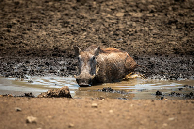 Common warthog lies at waterhole in mud