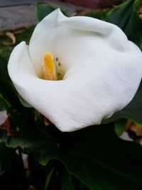 Close-up of flower blooming outdoors