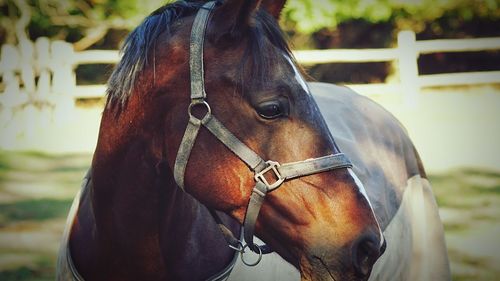 Close-up of horse in ranch