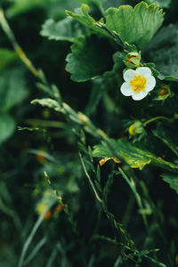 Close-up of yellow flowering plant