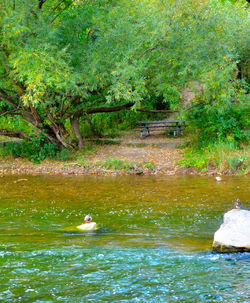 View of ducks swimming in lake