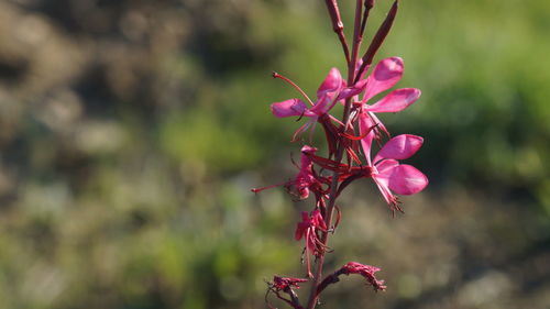 Close-up of pink flowering plant