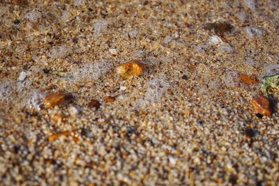 Close-up of crab on sand at beach