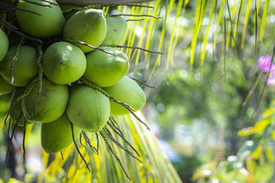 Close-up of fruits growing on tree