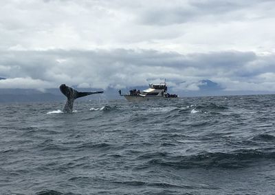 Whale swimming in sea with crowded boat in background