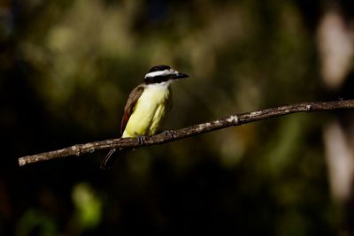 Close-up of bird perching on leaf