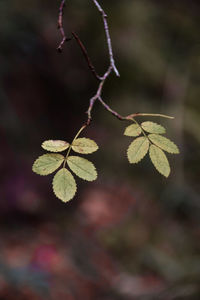 Close-up of autumnal leaves against blurred background