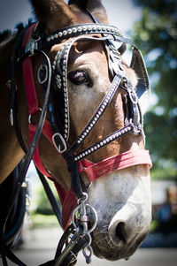 Close-up of horse head