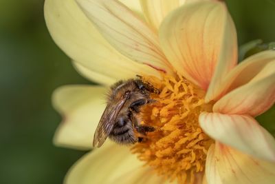Close-up of bee pollinating on flower