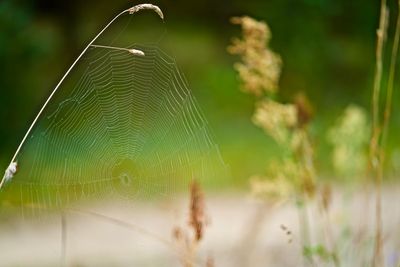 Close-up of spider web on plant