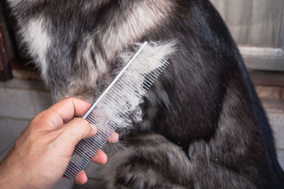 Owner of the dog is combing the old dog's coat. lot of the dog's hair has shed and come out.